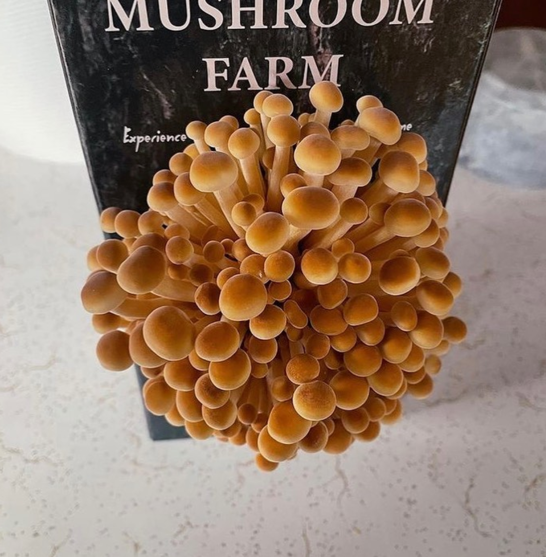 Mushie growth reports