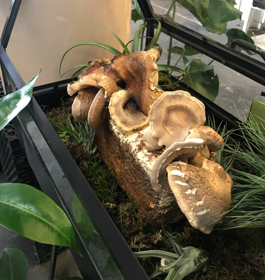Bring the healing power of nature home : 4 reasons why you want to grow mushrooms