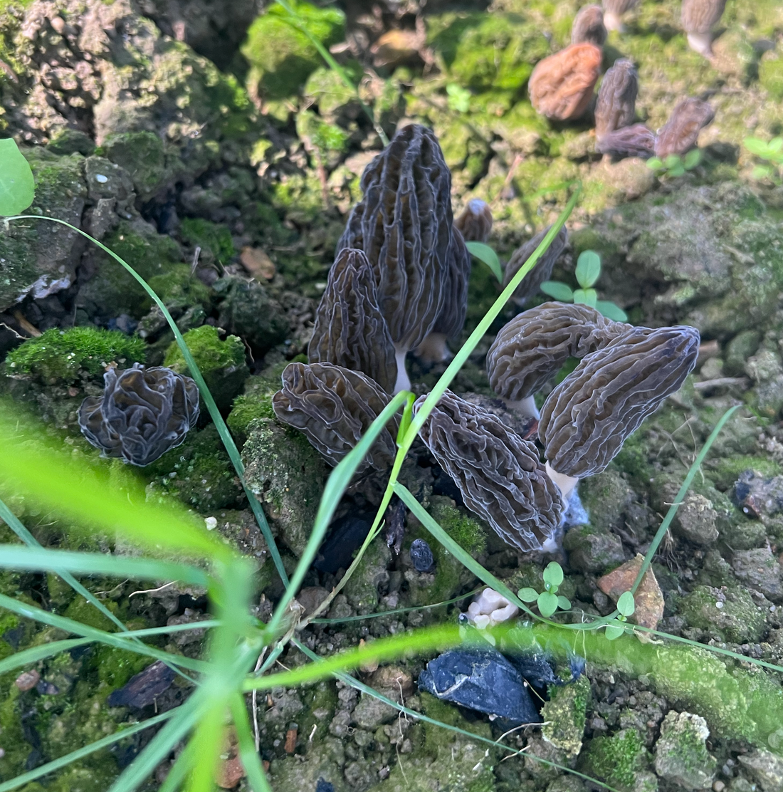 Cultivating morels in Australia