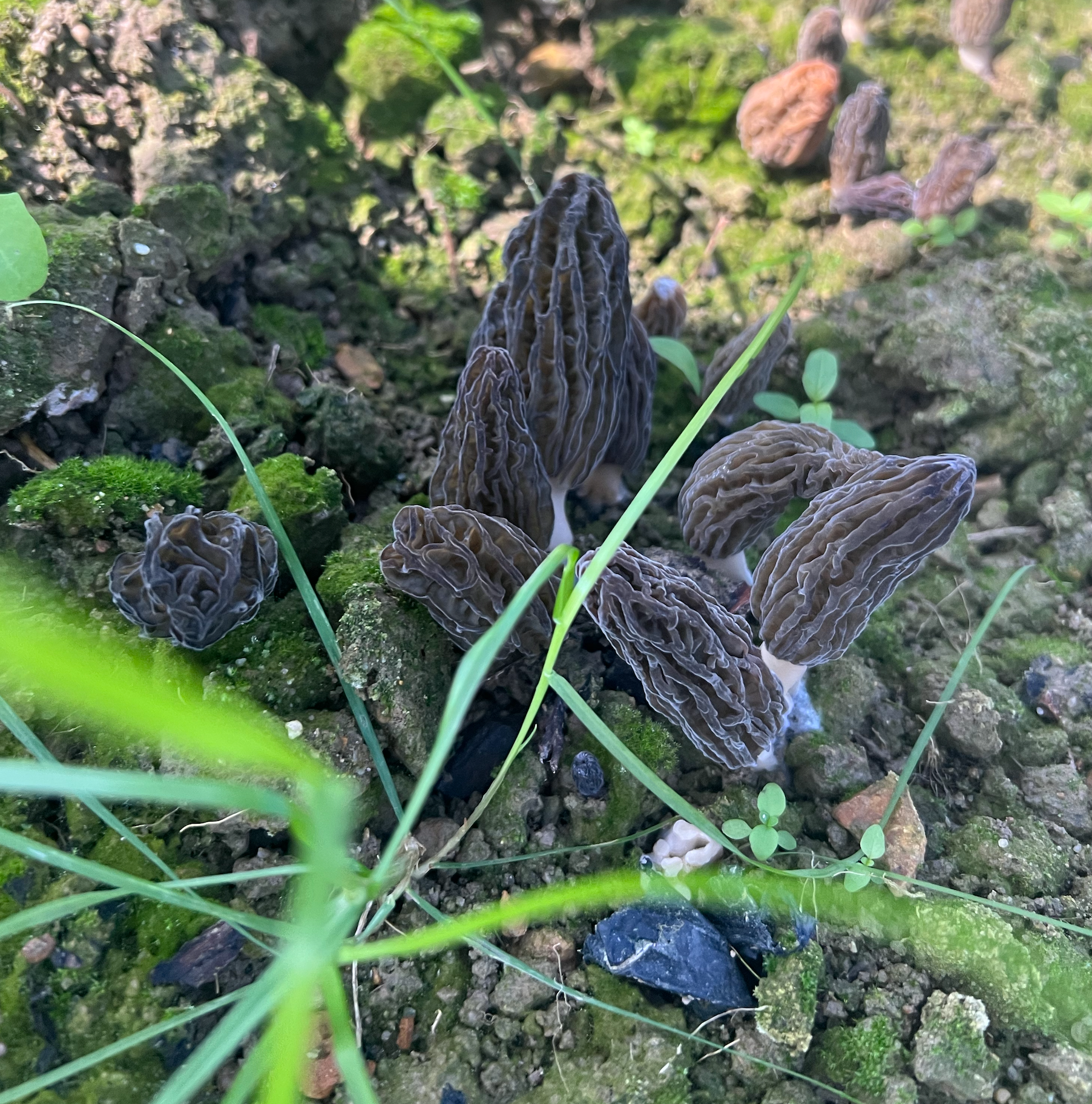 Cultivating morels in Australia