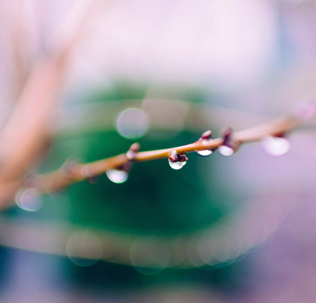 Bacteria gives us rain