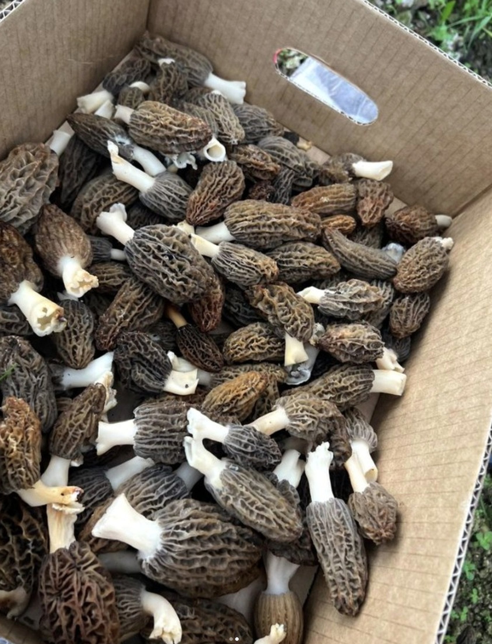 Morels
