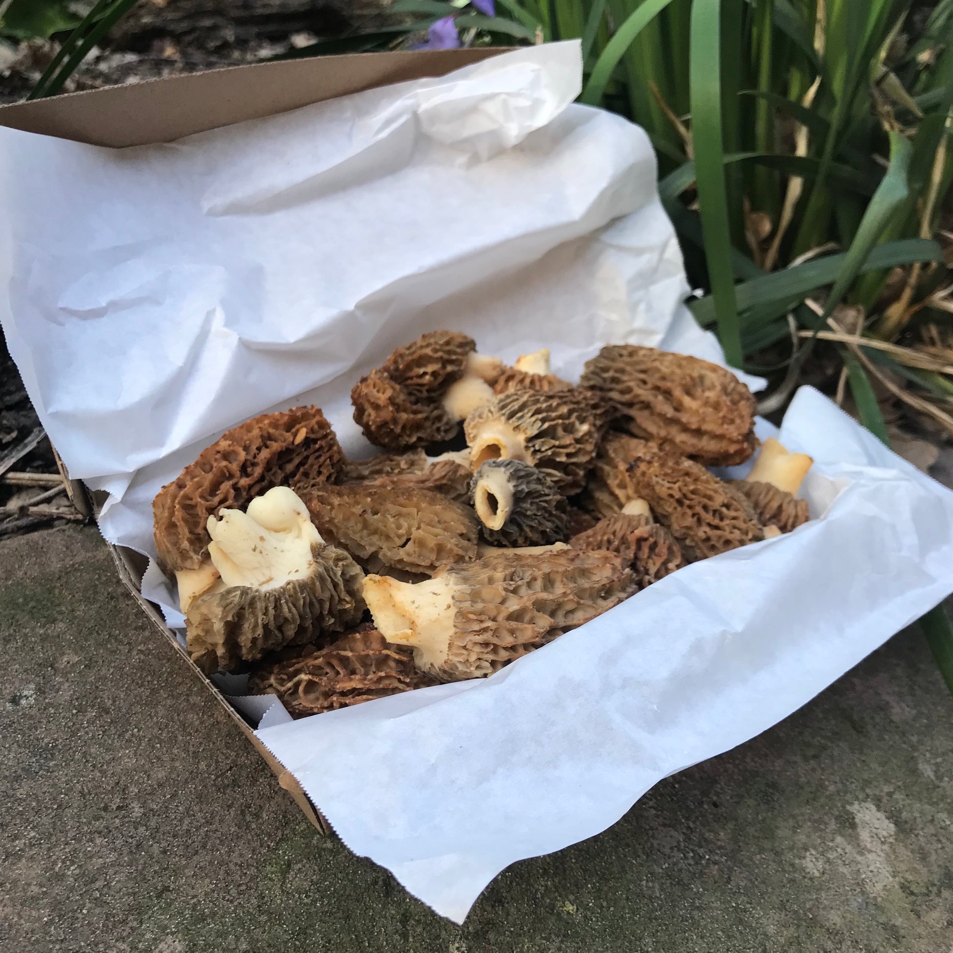 Fresh Morel Mushrooms - 200g