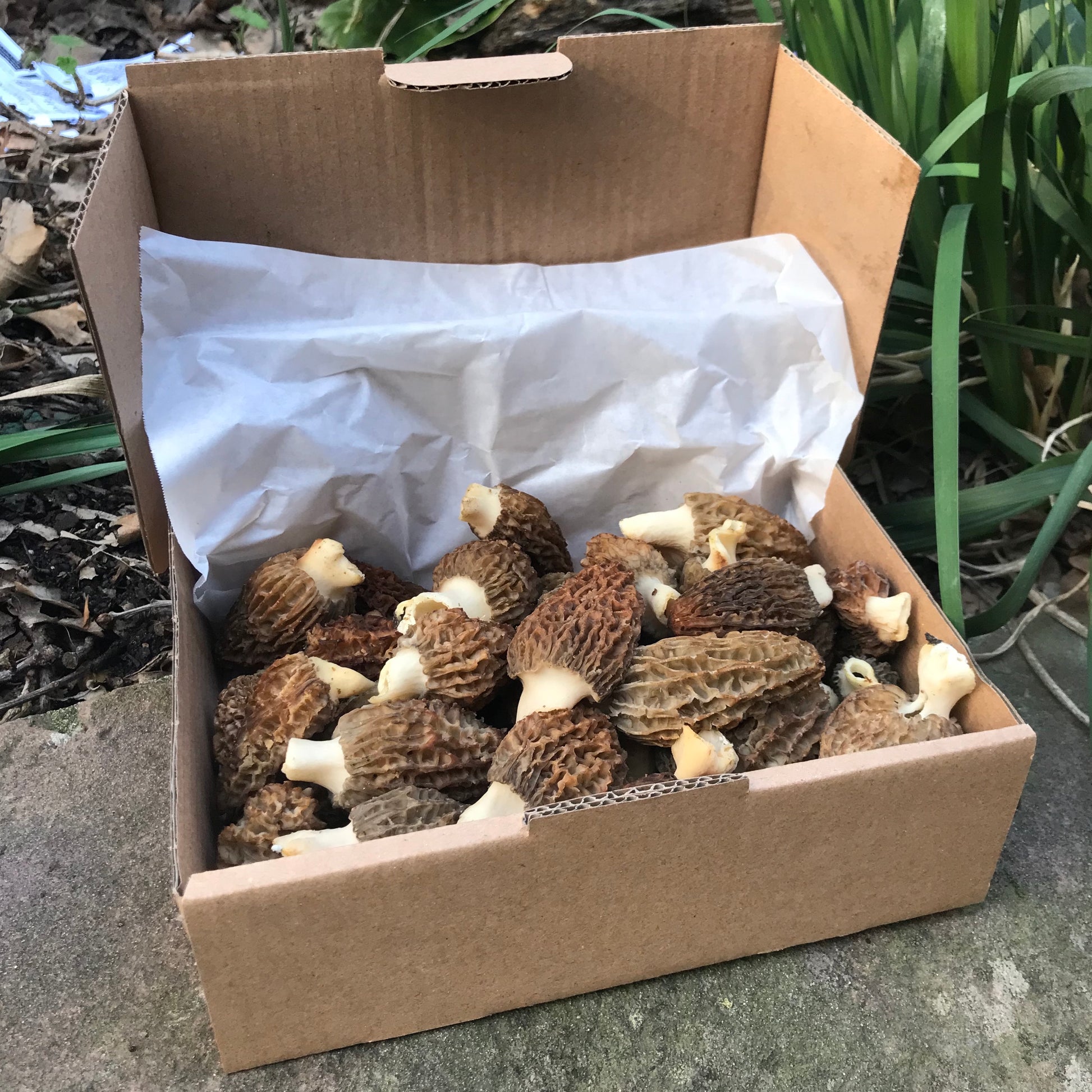 Fresh Morel Mushrooms - 500g