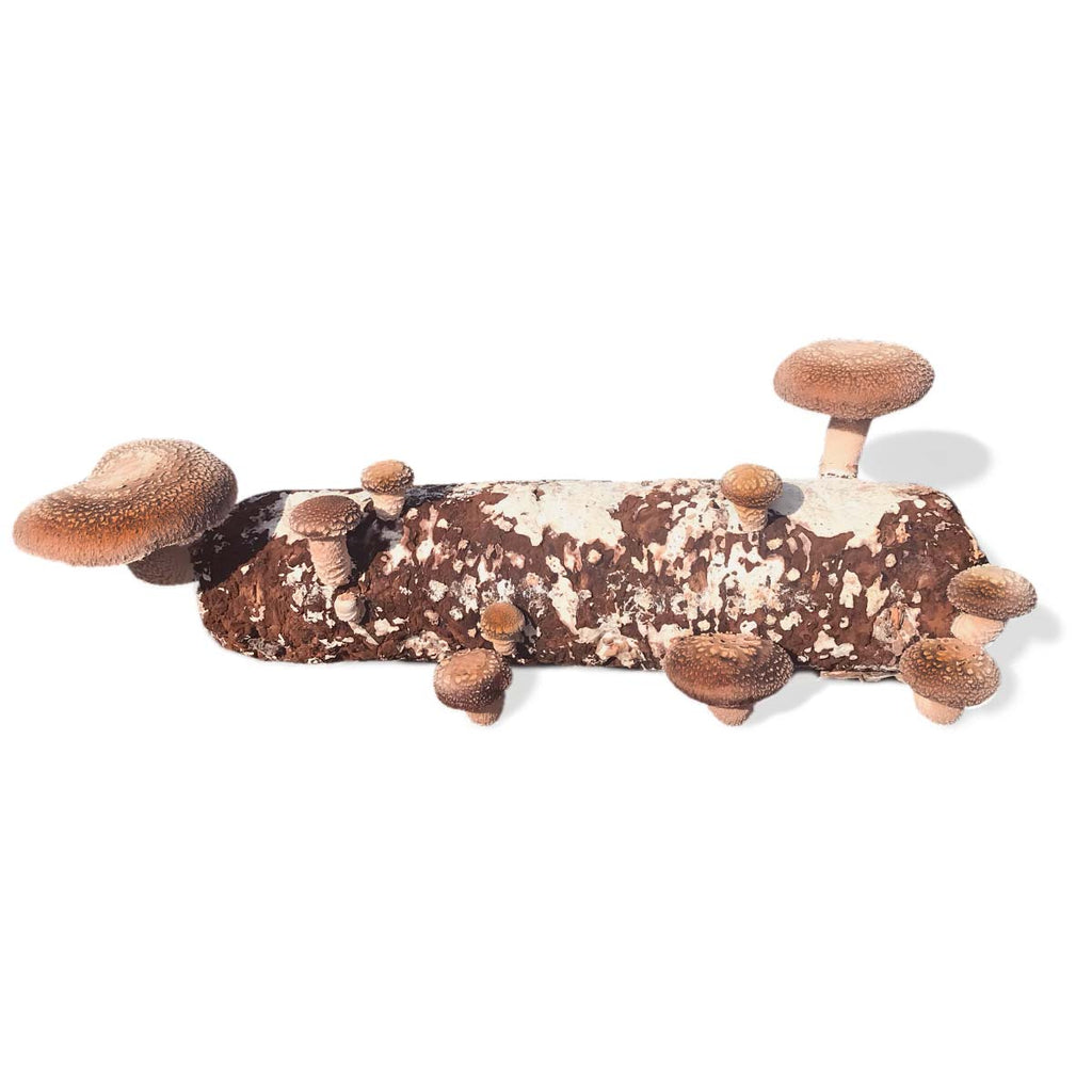 Shiitake Grow Kit