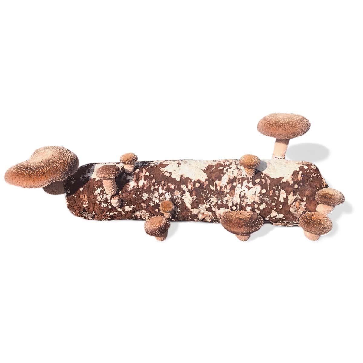 Shiitake Grow Kit