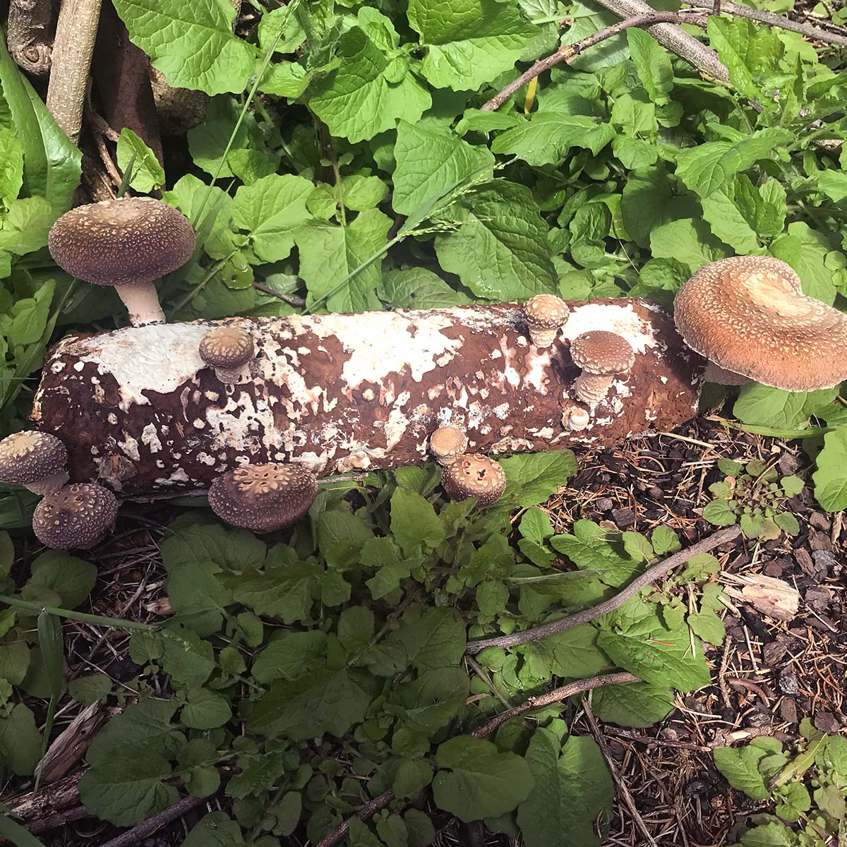 Shiitake Grow Kit